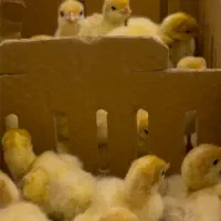 بوقلمون بیوتی ۶ اصل