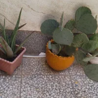 گل های خاردار|گل و گیاه طبیعی|شیراز, احمدآباد|دیوار