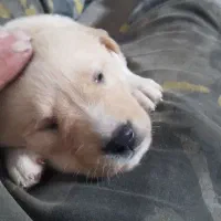 سگ سرابی پوزه خرسی|سگ|کرمانشاه, |دیوار