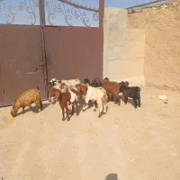 بره ماده|حیوانات مزرعه|همدان, |دیوار