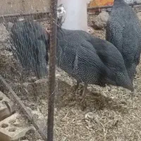 مرغ شاخدار.جوجه بوقلمون ایام سمانی. برهما.لهستانی.|حیوانات مزرعه|اصفهان, باتون|دیوار