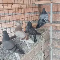 سلام فروش جوجه تعداد ۳۵ تا بصورت یکجا .