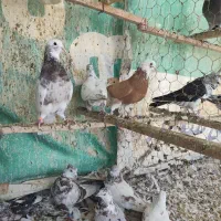 تعدادی کبوتر