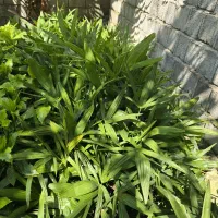 نهال پالم لاتانیا و یاس هلندی