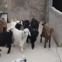 11راس بز غاله ماده