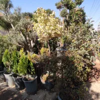 فروش درخت و گل و گیاه|گل و گیاه طبیعی|شیراز, گویم|دیوار