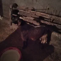 بزگاله نر پرگوشت هم واسه دامازدخ خوبه