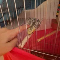 عروس هلندی|پرنده|شاهینشهر, شهرک گلدیس|دیوار