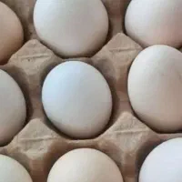 تخم‌مرغ‌کردی‌