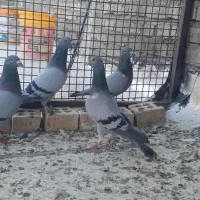 کبوتر پلاکی ۲جفت|پرنده|اهواز, ملاشیه|دیوار