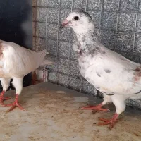 کبوتر آس پر فری وپلنگ سیاه|پرنده|گنبد کاووس, |دیوار