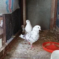 کبوتر|پرنده|ساری, |دیوار