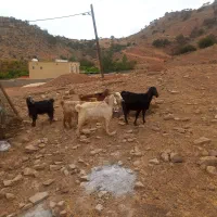 بز آبستن|حیوانات مزرعه|اندیکا, |دیوار