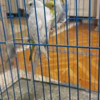 مرغ عشق فری ومعمولی|پرنده|مشهد, قائم|دیوار