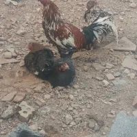 تخم لاری نطفه دار