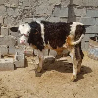 گوساله