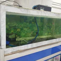 شیشه آکواریوم همراه ماهی و وسیله