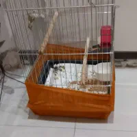 قفس پرنده