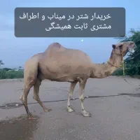 شتر