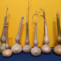 کدو قلیانی تزیینی