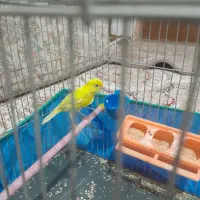 قناری،جنسیتش نمیدونم