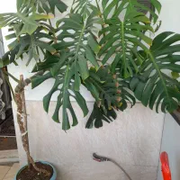گل برگ انجیری