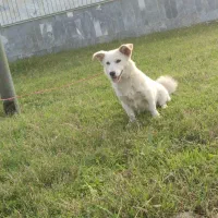 سگ پاکوتاه خوشگل اص معاوضه هم دارم|سگ|چابکسر, |دیوار