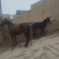 اسب و قاطر|اسب و تجهیزات اسب‌سواری|آزادشهر, |دیوار