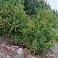 باغچه-در-باقرشهر-درسون-آباد
