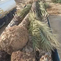 انواع نهال مرکبات