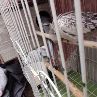 یه جفت عروس هلندی سخنگو همراه با قفس و وسایل