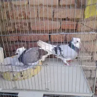 کبوتر شازده سبز