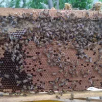 کندو زنبور عسل نژاد کارنیکا هیبرید