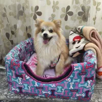 سگ پامرانین