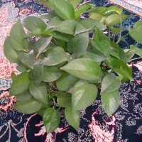 گیاه پتوس|گل و گیاه طبیعی|اصفهان, براآن شمالی|دیوار