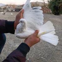 کفتر|پرنده|اصلاندوز, |دیوار