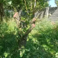 پیوند زنی درختان دوساله سه ساله تا کهنسال