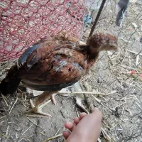 یک عدد جوجه لاری اصیل اوشامو