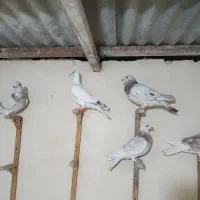 کبوتر سار و ساراوغون.