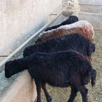 بره نر دشتی|حیوانات مزرعه|قیدار, |دیوار