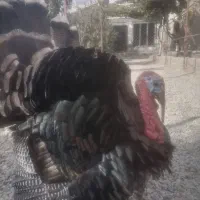 فروش بوقلمون|حیوانات مزرعه|کرج, باغستان|دیوار