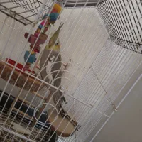 عروس هلندی نر|پرنده|لامرد, |دیوار