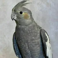 عروس هلندی  ماده مست مست