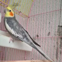 نرو ماده جفت کارداده