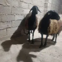استخدام نیرو جهت دامداری