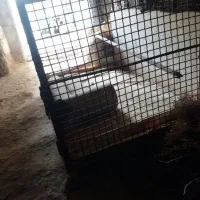 پله آهنی دوازده پله وفنس تمام آهن چرخ دار