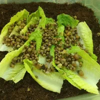 حلزون|خزنده|آبادان, |دیوار