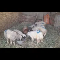 بره نر وماده گوسفند بز