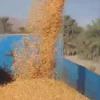 ذرت ایرانی درجه یک تحویل روز