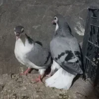 کبوتر جوجه رنگی تازه دونخورشده۳جف شیرازی|پرنده|شوشتر, |دیوار